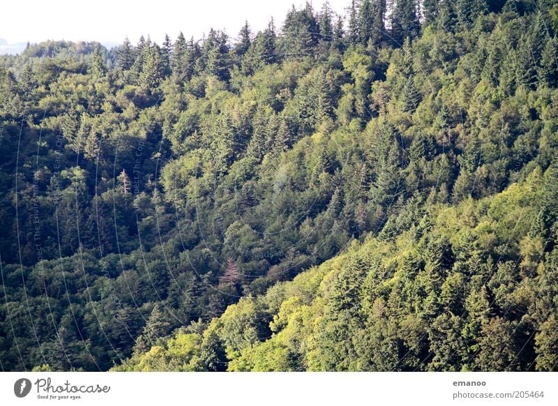 Waldsonne Erholung ruhig Ferien & Urlaub & Reisen Tourismus Ausflug Freiheit Sommer Sommerurlaub Umwelt Natur Landschaft Klima Schönes Wetter Baum Hügel
