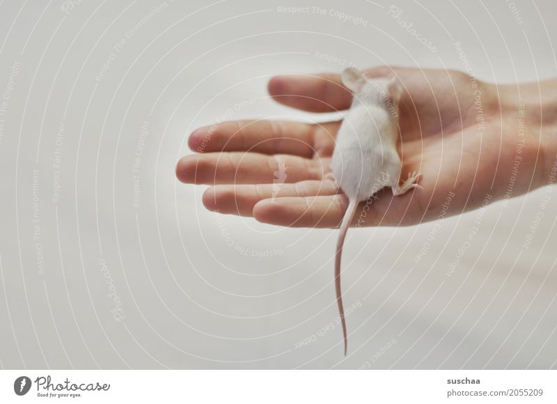 maus und hand Hand Finger halten Maus Nagetiere Säugetier weiß Haustier Schwanz Hintergrund neutral Schutz zerbrechlich furchtsam winzig niedlich süß Ekel Angst