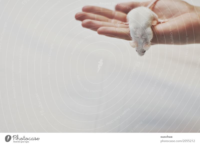maus und hand Hand Finger Haustier Maus Ekel niedlich weiß Schutz Angst halten Nagetiere Säugetier Schwanz zerbrechlich furchtsam winzig süß Hintergrund neutral