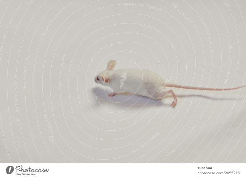 maus Maus weiß weisse maus Hintergrund neutral hell Haustier Säugetier rennen zerbrechlich zart klein Angst Ekel rote Augen Albino