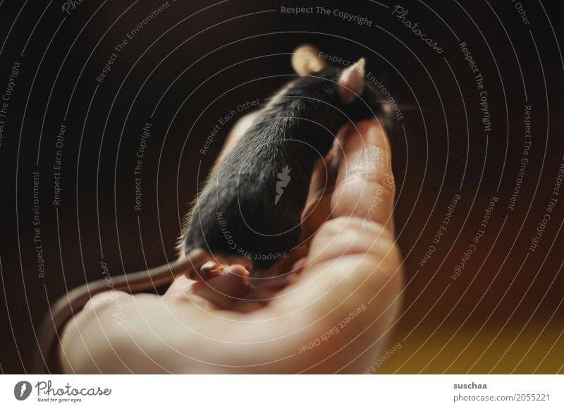 schwarze maus Hand Finger festhalten Maus Ohr schauen beobachten Nagetiere Säugetier Haustier Schwanz Hintergrund neutral Schutz zerbrechlich furchtsam winzig