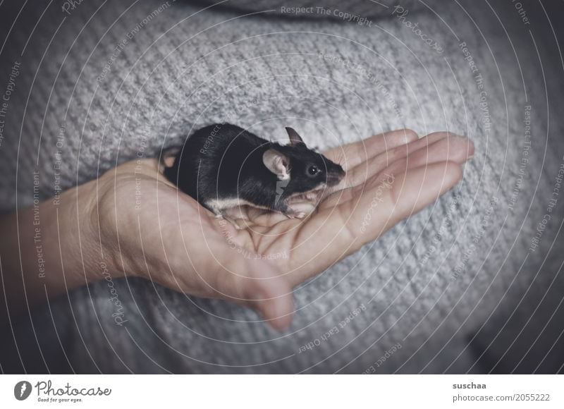 schwarze maus Hand Finger Haut festhalten Maus Nagetiere Säugetier Haustier Schwanz Schutz zerbrechlich furchtsam winzig niedlich süß Ekel Angst