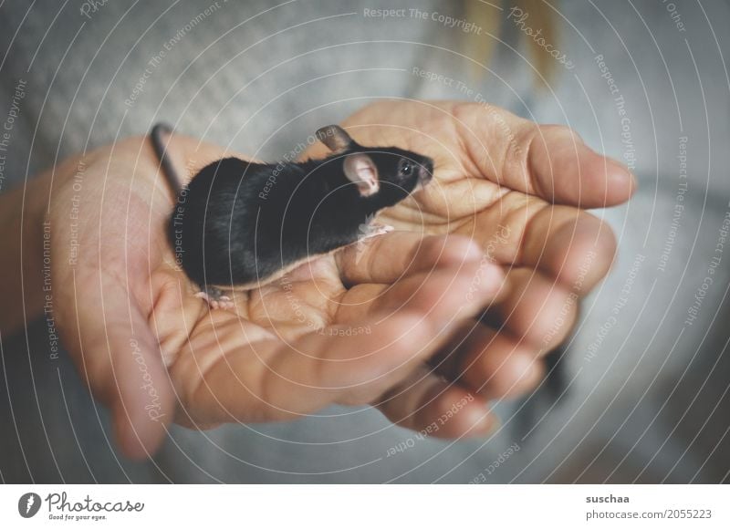 schwarze maus Hand Finger Haut festhalten Maus Nagetiere Säugetier Haustier Schwanz Fell Schutz zerbrechlich Angst winzig niedlich süß Ekel