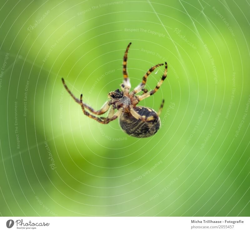 Kleine Spinne im Spinnennetz Umwelt Natur Tier Sonne Sonnenlicht Schönes Wetter Wildtier Tiergesicht Beine Spinnenbeine spinnen 1 bauen Bewegung hängen krabbeln