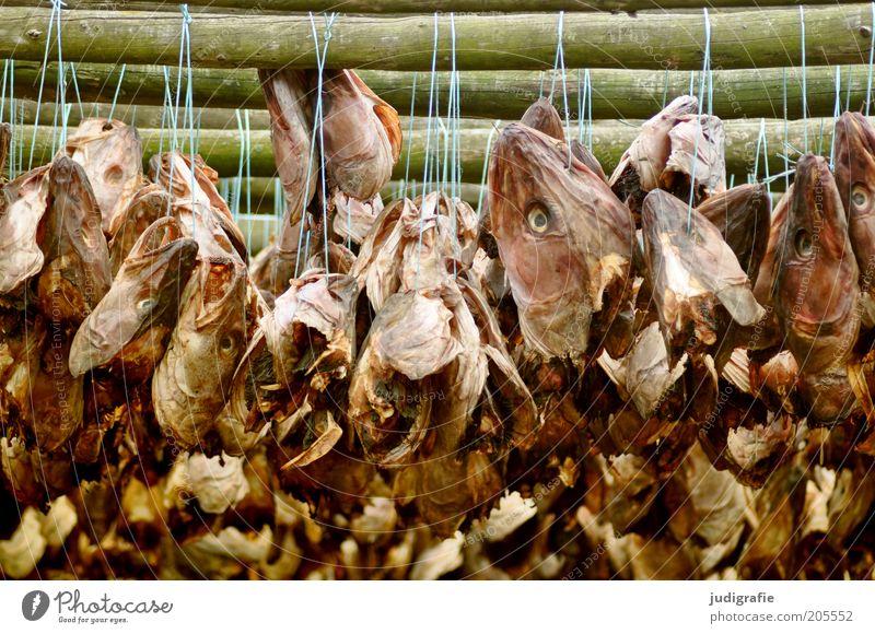 Island Lebensmittel Fisch Tier hängen Ekel gruselig Tod trocknen Ernährung Stockfisch Schnur Fischtrockengestell Farbfoto Außenaufnahme Tag Fischkopf