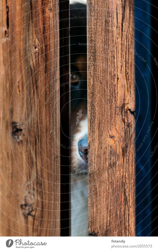 Bernese Dog behind Fence Haustier Hund Tiergesicht 1 Holz Fährte beobachten Blick außergewöhnlich braun Alone Boards Plank fence view Locked Emotionally Pet