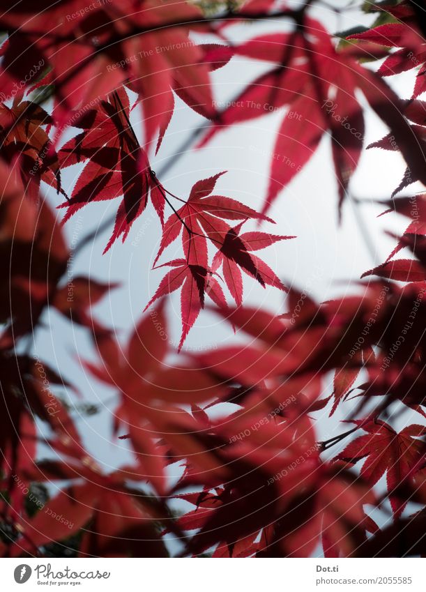 Konbanwa Nihon Natur Pflanze Baum Blatt Garten Park rot Idylle Wachstum Japanischer Ahorn durchsichtig Farbfoto Nahaufnahme Menschenleer Tag Licht Schatten