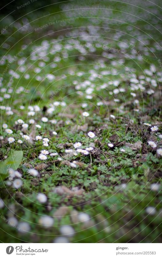 Grüner Teppich, weiß getupft Natur Pflanze Frühling Sommer Blume Wildpflanze Wiese Wachstum grün Gänseblümchen viele Gras Moos Boden Unkraut durchwachsen