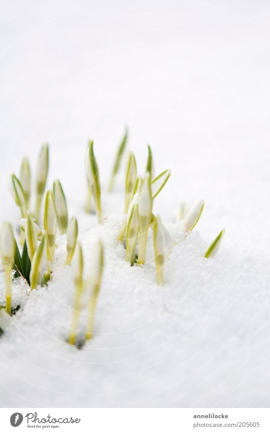 kleine Abkühlung Umwelt Natur Pflanze Frühling Winter Schönes Wetter Eis Frost Schnee Blume Blüte Schneeglöckchen Blütenknospen Jungpflanze Märzenbecher