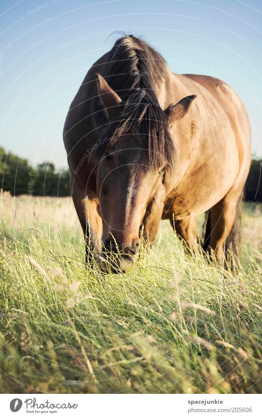 Wendy schön Ausflug Pferd 1 Tier Fressen stehen Neugier niedlich Zufriedenheit Gras Grasland Weide Farbfoto Außenaufnahme Tag Licht Schatten Kontrast Wiese