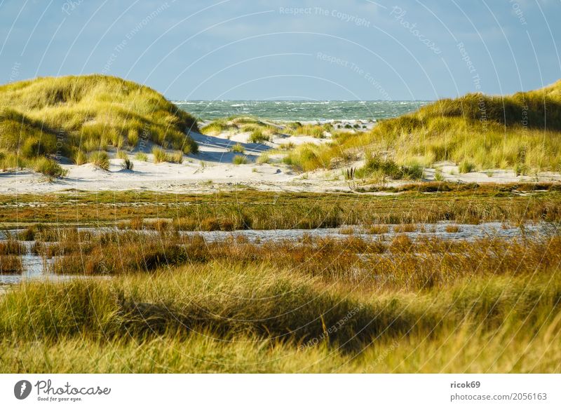 Landschaft in den Dünen auf der Insel Amrum Erholung Ferien & Urlaub & Reisen Tourismus Strand Meer Natur Sand Wolken Herbst Küste Nordsee blau gelb