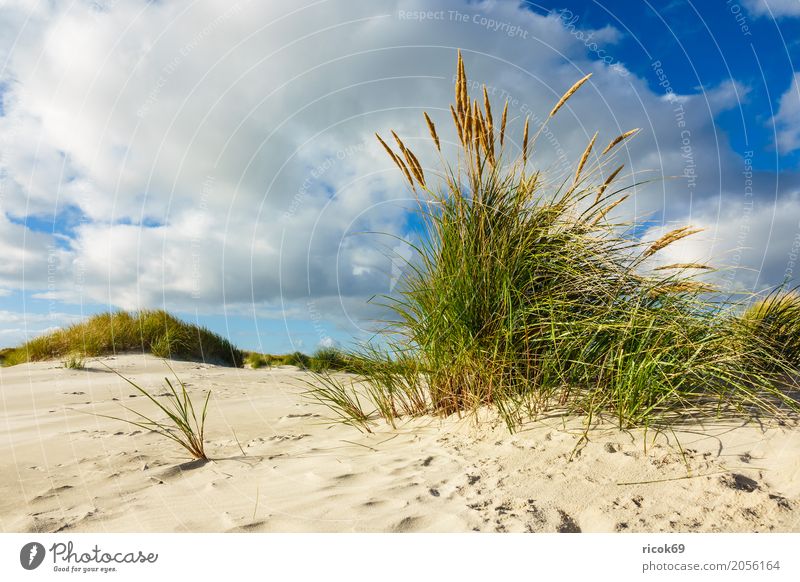 Landschaft in den Dünen auf der Insel Amrum Erholung Ferien & Urlaub & Reisen Tourismus Strand Meer Natur Sand Wolken Herbst Küste Nordsee blau gelb
