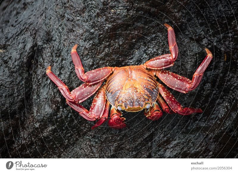 Krabbeln (Galapagos) Reisefotografie Natur Tier Wasser Felsen Stein Wildtier Krebstier Crab Krustentier Meeresfrüchte Meerestier Beine krabbeln ästhetisch