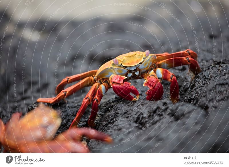 Krabbeln II (Galapagos) Reisefotografie Natur Tier Wasser Felsen Küste Strand Meer Ozean Wildtier Krebstier Krustentier Crab Meeresfrüchte krabbeln ästhetisch