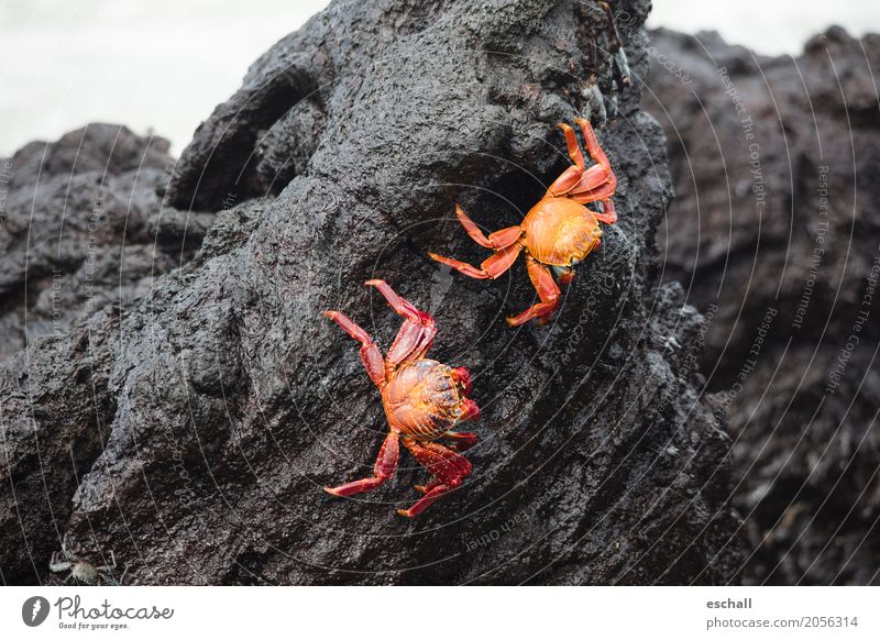 Flinke Krabben (Galapagos) Natur Wasser Felsen Stein Vulkangestein Tier Wildtier Krebstier Krustentier Crab Meerestier Meeresfrüchte krabbeln ästhetisch