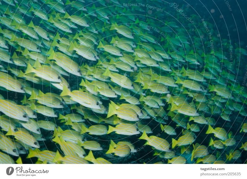 GROUPIES Fisch Fischschwarm Schwarm gelb formatfüllend tauchen unten Wasser Malediven Kuba Karibisches Meer Kleine Antillen Yucatan Ferien & Urlaub & Reisen