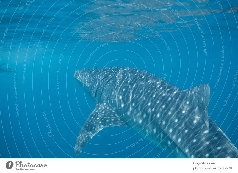 " !! " Walhai Haifisch Malediven tauchen groß Natur Wildnis frei Freiheit blau Meer langsam ruhig unten Wasser Unterwasseraufnahme Farbfoto Reisefotografie