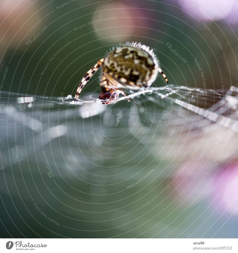 spinne Tier Spinne 1 gruselig Spinnennetz krabbeln Farbfoto Außenaufnahme Nahaufnahme Detailaufnahme Makroaufnahme Textfreiraum unten Sonnenlicht Sonnenstrahlen