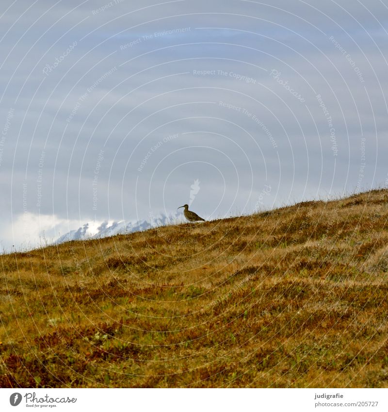 Island Umwelt Natur Landschaft Pflanze Tier Erde Himmel Wolken Klima Schnee Gras Wiese Hügel Berge u. Gebirge Vogel Regenbrachvogel 1 stehen warten natürlich