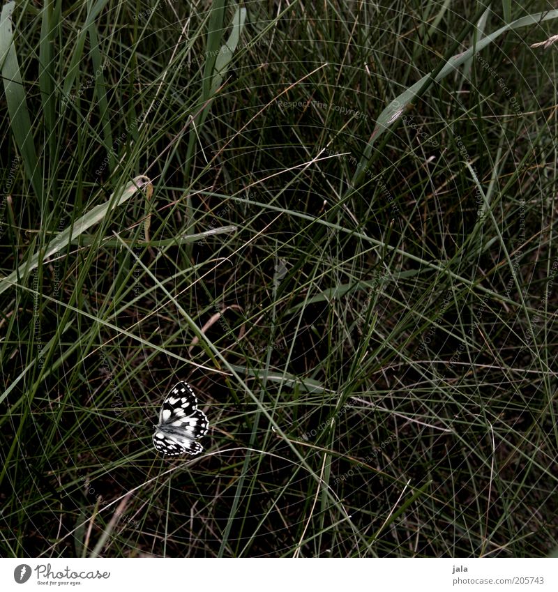 edelfalter Natur Gras Wiese Schmetterling Insekt 1 Tier ästhetisch schön grün schwarz weiß Menschenleer Tag