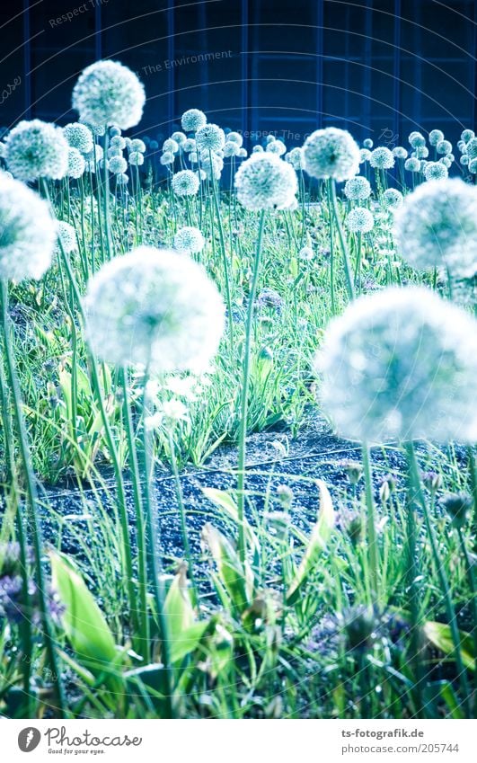 Pusteblumen-Mutanten? Urelemente Pflanze Blume Blüte Blumenbeet Löwenzahn Kugel Zierlauch Riesenzierlauch Garten Park Stengel ästhetisch Coolness blau grün weiß