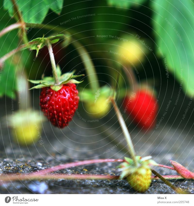 Berry Lebensmittel Frucht Ernährung Umwelt Natur Sommer Pflanze Sträucher Wildpflanze Wachstum Gesundheit klein lecker Erdbeeren Wald-Erdbeere reif Farbfoto