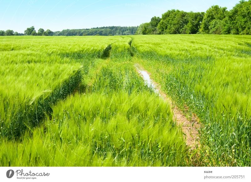 Im Grünen Getreide Bioprodukte Umwelt Natur Landschaft Pflanze Urelemente Erde Luft Himmel Wolkenloser Himmel Sommer Klima Schönes Wetter Sträucher Nutzpflanze
