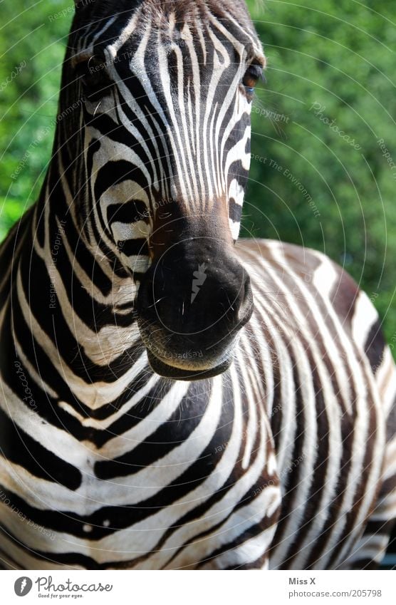 Wie macht das Zebra ? Ausflug Safari Tier Wildtier Zoo 1 schwarz weiß sanft wild gestreift Streifen Paarhufer Nüstern Afrikanisch Farbfoto Außenaufnahme