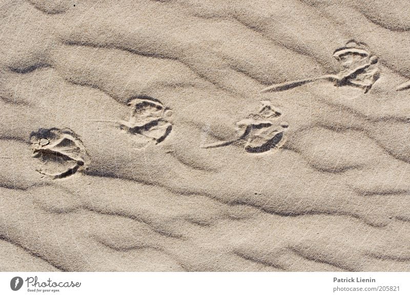 Ein langer Weg Umwelt Natur Landschaft Urelemente Erde Sand Sommer Küste Strand Nordsee Insel laufen Spuren Muster Vogel Rippeln Einsamkeit
