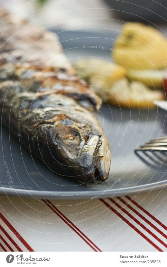 Das Ende einer Makrele Lebensmittel Fisch Ernährung Abendessen Festessen Slowfood Teller Fischgrillette Zitrone Protein Nahaufnahme Detailaufnahme Menschenleer