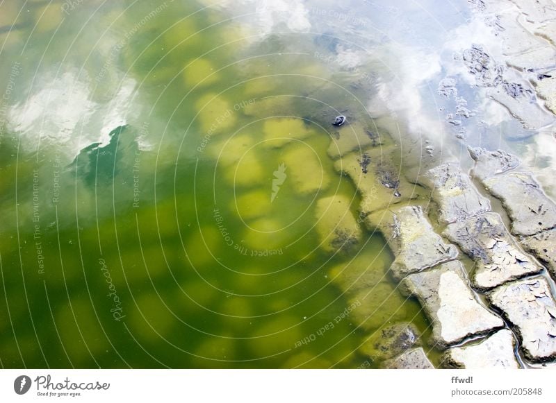 Auf ins kühle Nass! Umwelt Wasser Pflastersteine dreckig Ekel grün Verfall Pfütze umfallen Algen Farbfoto Außenaufnahme Tag Reflexion & Spiegelung