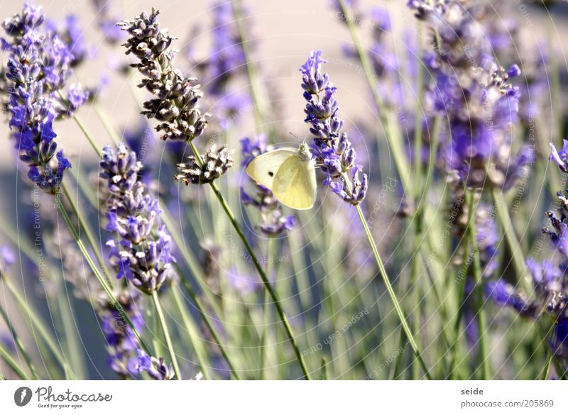 ertappt Natur Frühling Lavendel Schmetterling elegant schön klein natürlich grün violett Gelassenheit Reinheit Einsamkeit Nektar Duft Zitronenfalter