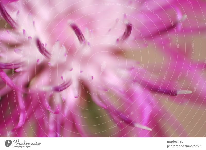 blumig elegant Stil Frühling Sommer Pflanze Blume Blüte Sympathie schön ästhetisch bizarr Gefühle geheimnisvoll rosa violett Duft Farbfoto mehrfarbig