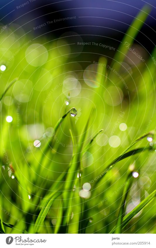 "drop" Umwelt Natur Wassertropfen Frühling Sommer Gras Grünpflanze Wiese frisch nass grün Farbfoto Nahaufnahme Detailaufnahme Menschenleer Tag Licht Sonnenlicht