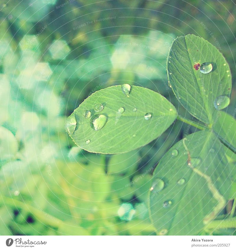 [50] Glitzerndes Glück Blatt Klee Kleeblatt glänzend leuchten frisch grün Natur Tropfen Farbfoto Außenaufnahme Nahaufnahme Detailaufnahme Menschenleer Tag Licht