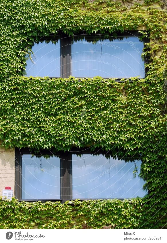 Efeu Pflanze Sträucher Blatt Grünpflanze Haus Mauer Wand Fassade Fenster Wachstum Farbfoto Außenaufnahme Menschenleer Reflexion & Spiegelung Alarmanlage