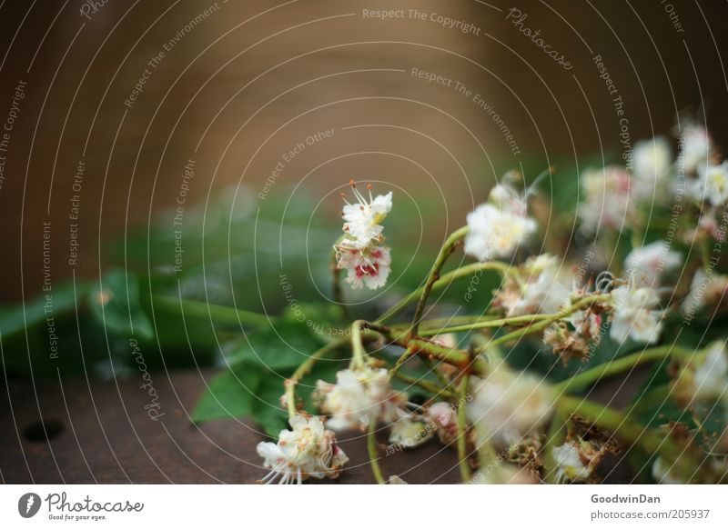 verblüht Umwelt Natur Pflanze Urelemente Blume nah Farbfoto Außenaufnahme Menschenleer Licht Schwache Tiefenschärfe Blüte Textfreiraum oben