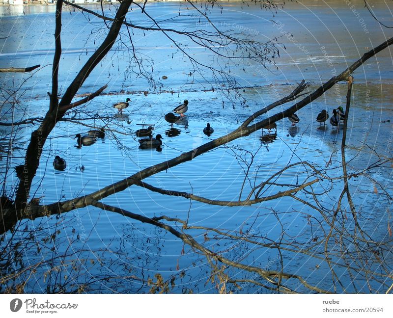 die Enten vom Thalersee See Eis halb gefroren zwischen Bäumen