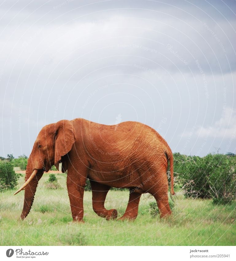 Dickhaut Safari Gewitterwolken Gras Sträucher exotisch Savanne Kenia Wildtier Elefant gehen Leben Trägheit Freiheit Natur Wildnis Lichterscheinung Tierporträt