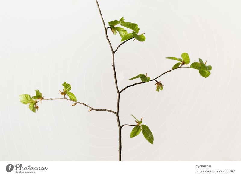 Simple Tree schön Leben ruhig Natur Frühling Pflanze Blatt Beginn ästhetisch einzigartig elegant nachhaltig Zeit Zweige u. Äste Wachstum filigran zart