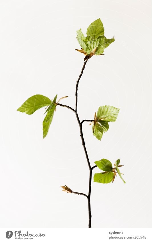 Simple Tree I schön Leben ruhig Natur Frühling Pflanze Blatt Beginn ästhetisch einzigartig elegant nachhaltig Wachstum Zeit Zweige u. Äste zart filigran