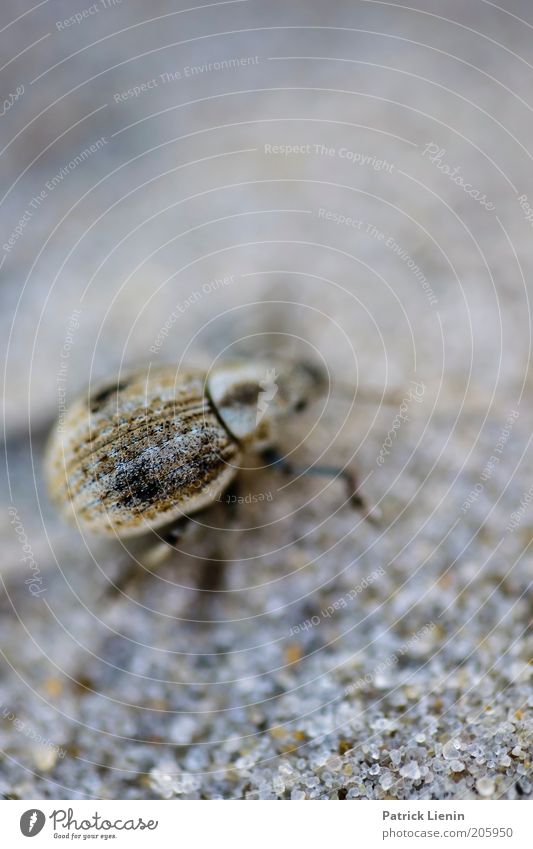 es krabbelt.... Umwelt Natur Tier 1 Käfer Sand krabbeln Muster klein Rüsselkäfer Gedeckte Farben Makroaufnahme Textfreiraum oben Tag Unschärfe