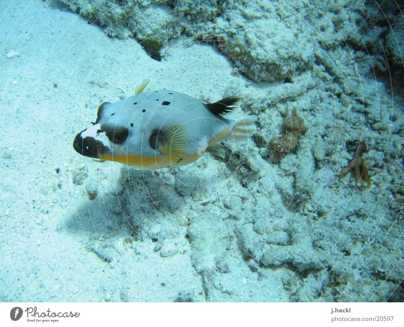 Maskenkofferfisch Unterwasseraufnahme Korallen tauchen Tauchgerät Meer Strand Fisch Schwimmhilfe Meeresbewohner Wasser