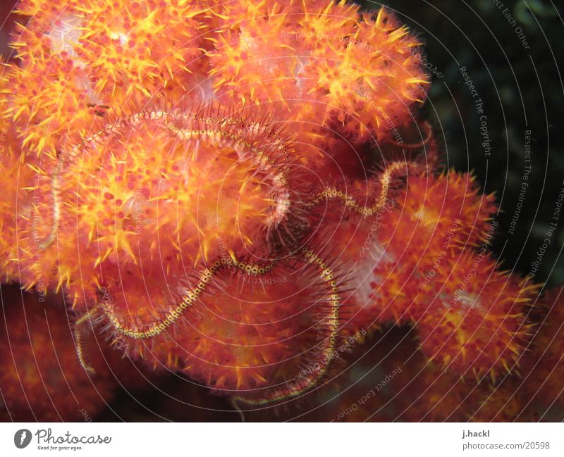 Schlangenseestern Riff Unterwasseraufnahme tauchen Komodo Meeresbilder Tauchbilder