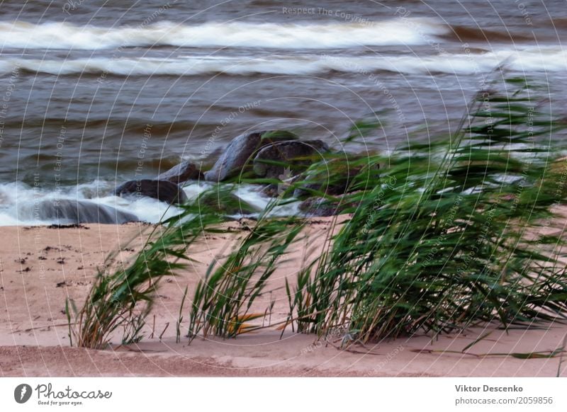 Der Wind am Strand Ferien & Urlaub & Reisen Meer Natur Pflanze Sand Wolken Herbst Wetter Unwetter Wiese Küste Ostsee frisch grün Angst Wasser Düne winken Licht