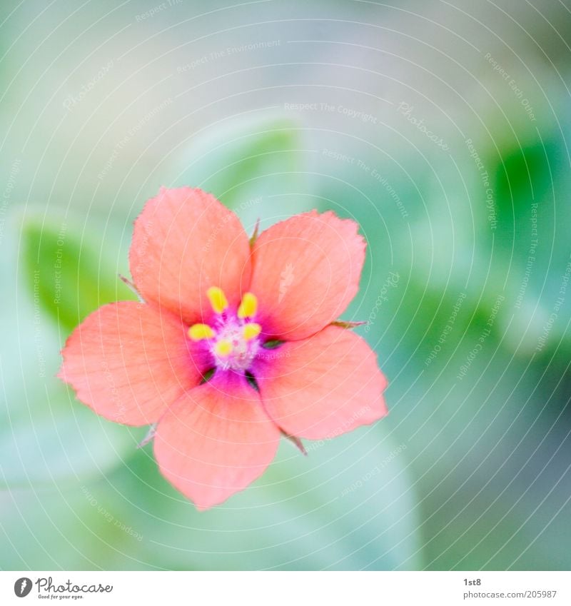 oft übersehen Umwelt Natur Pflanze Blume Blüte klein zart Unschärfe Pollen Blütenblatt Farbfoto Makroaufnahme Menschenleer Textfreiraum oben