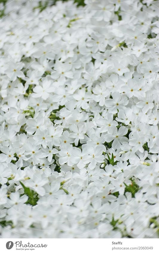 duftender weißer Phlox im Frühling Flammenblumen Blumendecke Blumenteppich Zierpflanzen Zierblumen Frühlingsblumen Stauden blühen Blütenstauden weiße Blüten