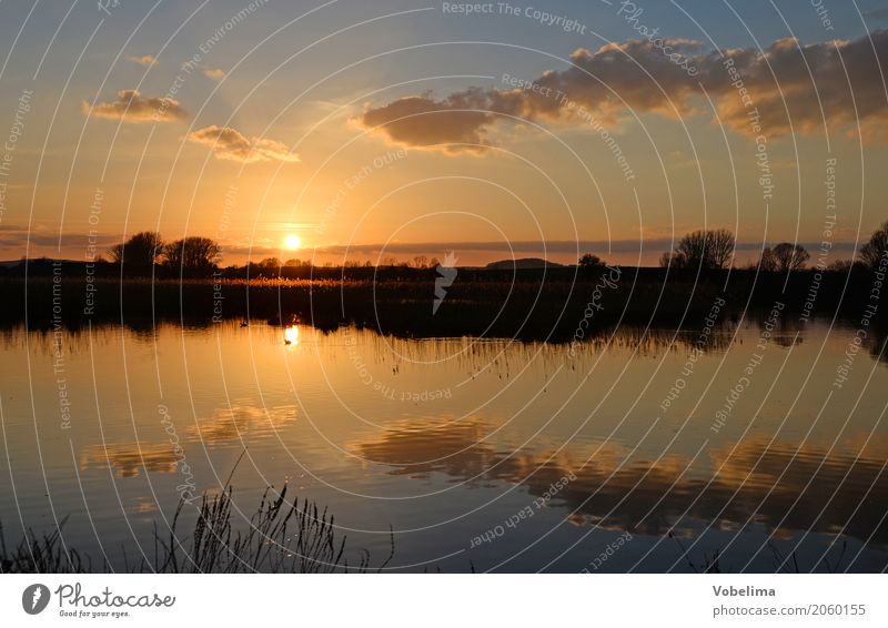Reinheimer Teich bei Darmstadt Natur Landschaft Wasser Sonne Sonnenaufgang Sonnenuntergang Seeufer braun mehrfarbig gelb gold grau orange schwarz Farbfoto