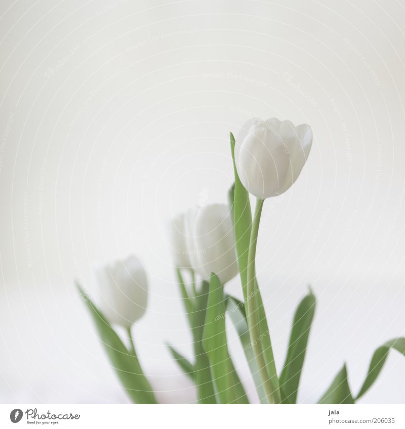 weiss auf weiss Pflanze Blume Tulpe Blüte ästhetisch schön grün weiß hell Farbfoto Innenaufnahme Menschenleer Hintergrund neutral Tag Blumenstrauß elegant