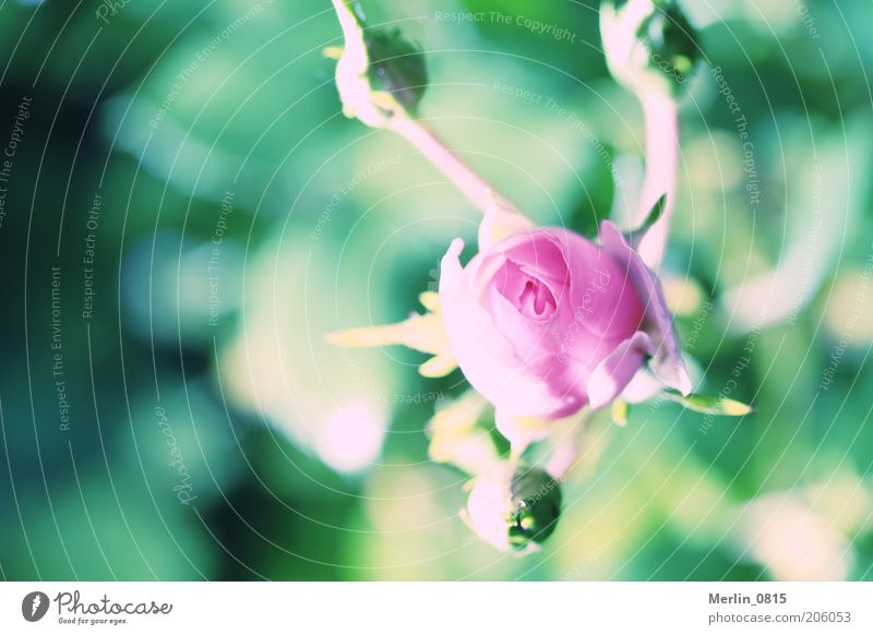 Dornröschen Natur Pflanze Frühling Rose Blüte Gefühle Leben Farbfoto Außenaufnahme Nahaufnahme Makroaufnahme Textfreiraum links Tag Licht Schatten Sonnenlicht